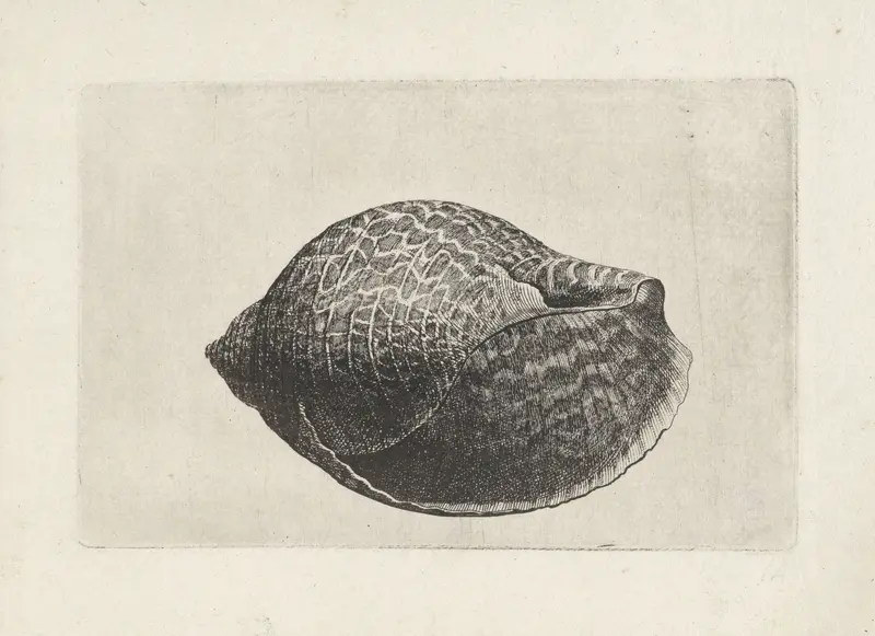 Schelp, tonna perdix Wall Art by Wenceslaus Hollar - High-Resolution Digital Print