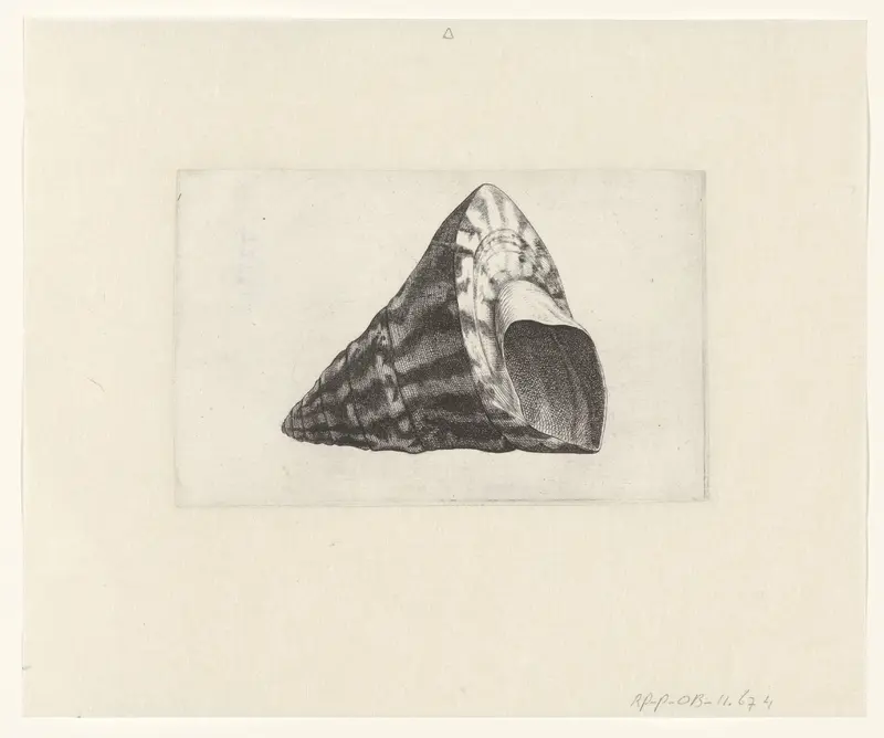 Schelp, trochus niloticus Wall Art by Wenceslaus Hollar - High-Resolution Digital Print