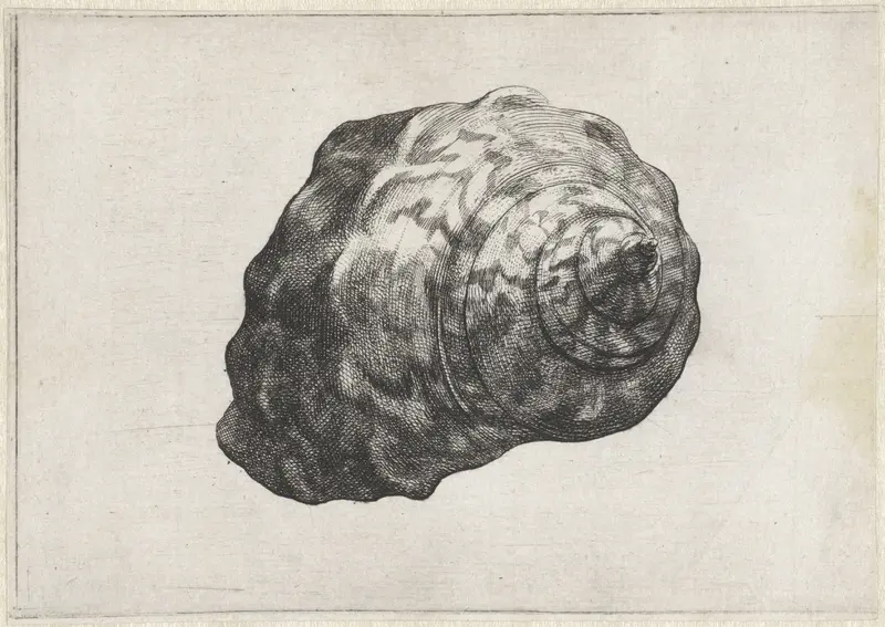 Schelp, turbo sarmaticus Wall Art by Wenceslaus Hollar - High-Resolution Digital Print