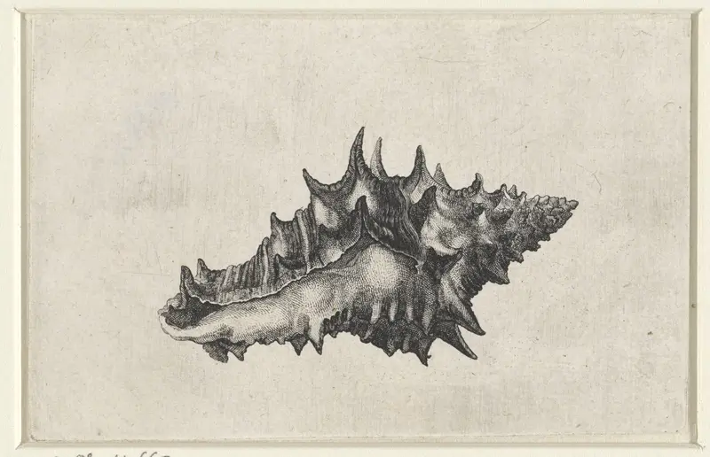 Schelp, vasum ceramicum Wall Art by Wenceslaus Hollar - High-Resolution Digital Print