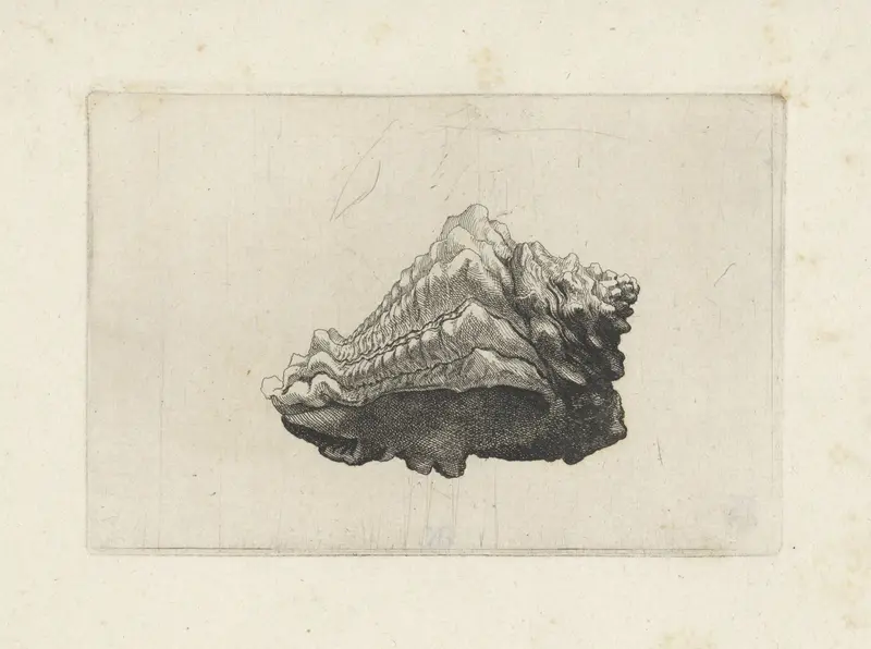 Schelp, vasum muricatum born Wall Art by Wenceslaus Hollar - High-Resolution Digital Print