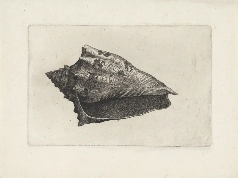 Schelp, voluta ebraea Wall Art by Wenceslaus Hollar - High-Resolution Digital Print