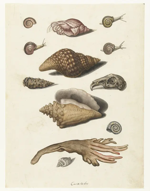 Schelpdieren, zeewier, slakken en konijnenschedel Wall Art by anonymous - High-Resolution Digital Print