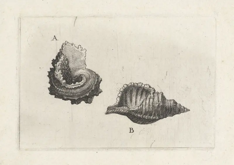 Schelpen, angaria delphinus (A) en cymatium pileare (B) Wall Art by Wenceslaus Hollar - High-Resolution Digital Print