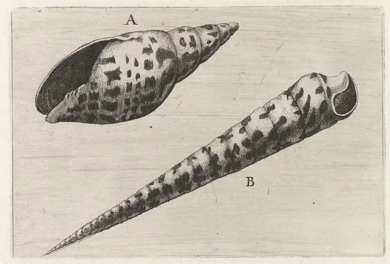 Schelpen, mitra cardinalis (A) en terebra subulata (B) Wall Art by Wenceslaus Hollar - High-Resolution Digital Print