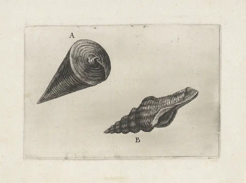 Schelpen, telescopium telescopium (A) en fusinus laticostatus (B) Wall Art by Wenceslaus Hollar - High-Resolution Digital Print
