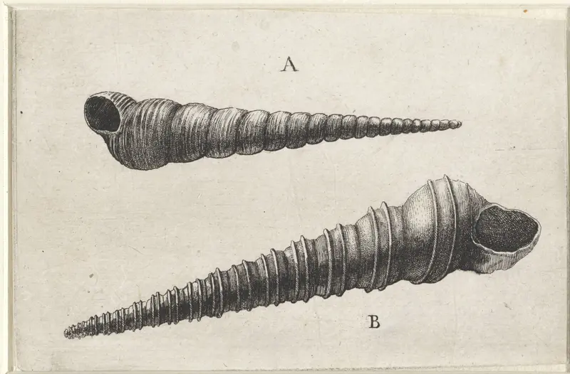 Schelpen, turritella terebra (A) en turritella duplicata (B) Wall Art by Wenceslaus Hollar - High-Resolution Digital Print
