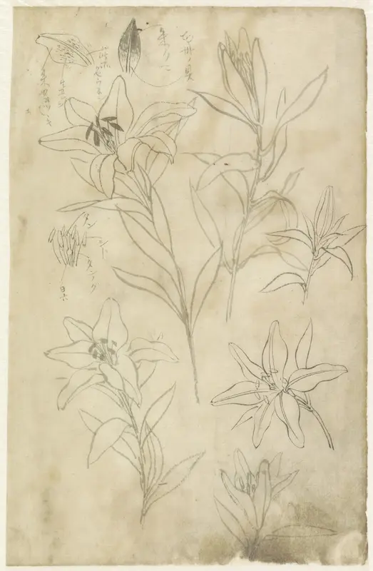 Schetsblad met lelies Wall Art by Yamamoto Shinryo Baiitsu - High-Resolution Digital Print