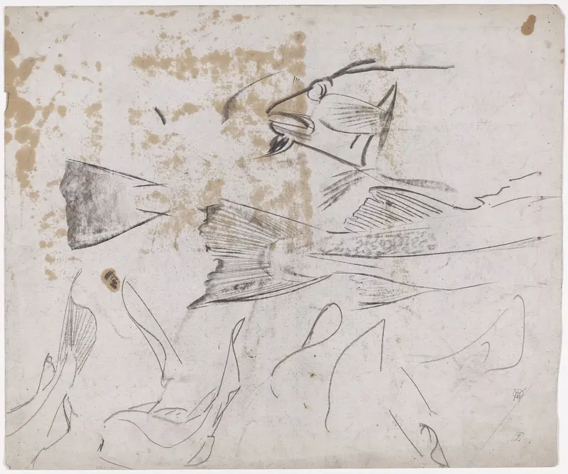 Schetsblad met studies van een schelvis Wall Art by Gerrit Willem Dijsselhof - High-Resolution Digital Print