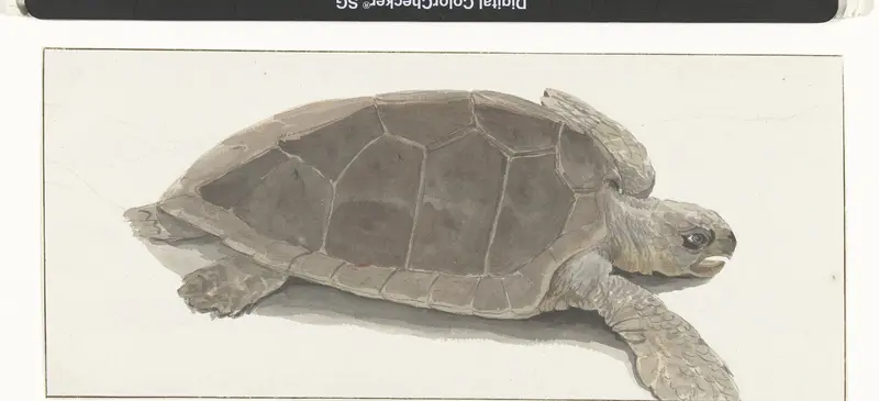 Schildpad gevangen door de bemanning van de boot Wall Art by Louis Ducros - High-Resolution Digital Print