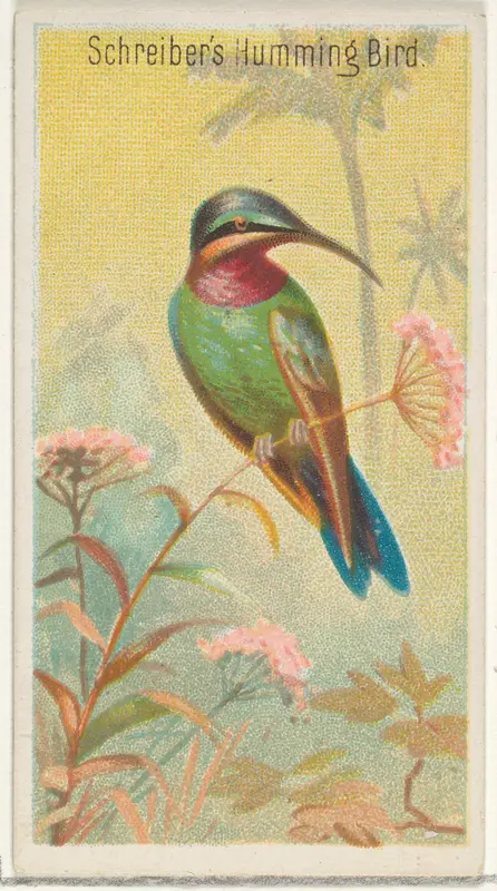 Schreiber's Hummingbird, from the Birds of the Tropics series (N5) for Allen & Ginter Cigarettes Brands Wall Art by Allen & Ginter - High-Resolution Digital Print