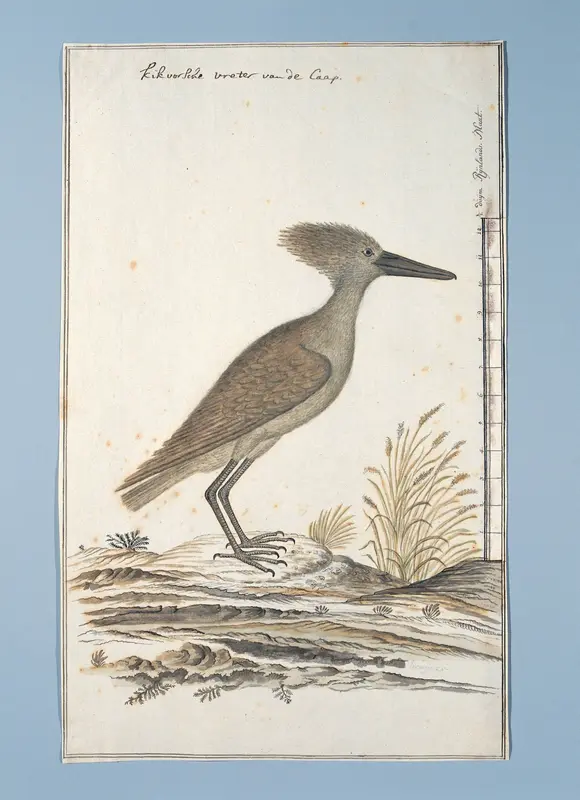 Scopus umbreitta (Hamerkop) Wall Art by Robert Jacob Gordon - High-Resolution Digital Print