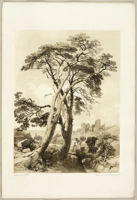 Scotch Fir, from The Park and the Forest Wall Art by James Duffield Harding - High-Resolution Digital Print
