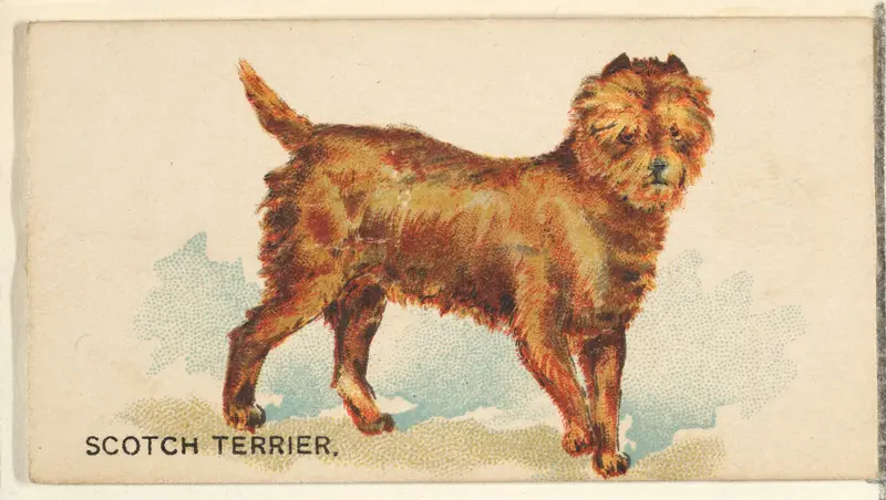 Scotch Terrier, from the Dogs of the World series for Old Judge Cigarettes Wall Art by Goodwin & Company - High-Resolution Digital Print