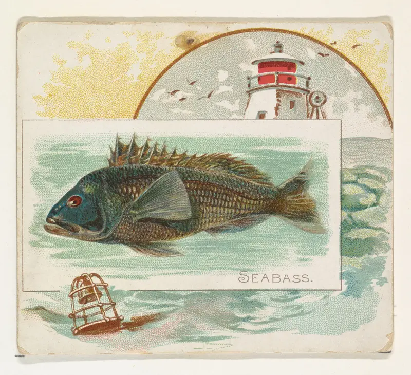 Sea Bass, from Fish from American Waters series (N39) for Allen & Ginter Cigarettes Wall Art by Allen & Ginter - High-Resolution Digital Print