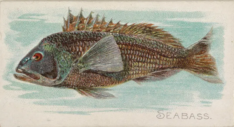 Sea Bass, from the Fish from American Waters series (N8) for Allen & Ginter Cigarettes Brands Wall Art by Allen & Ginter - High-Resolution Digital Print