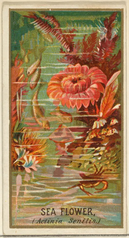 Sea Flower (Actinia Senilis), from the Flowers series for Old Judge Cigarettes Wall Art by Goodwin & Company - High-Resolution Digital Print