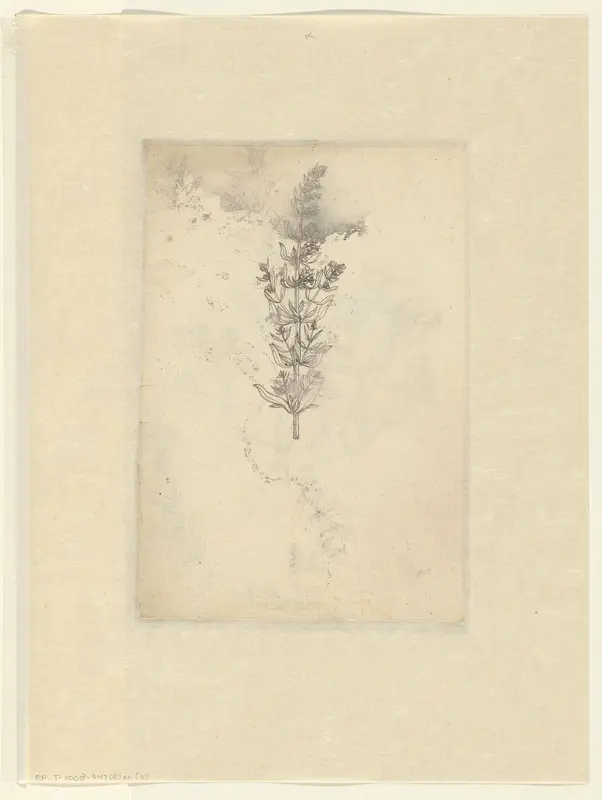 Sea-fucus (brown algae) Wall Art by anonymous - High-Resolution Digital Print