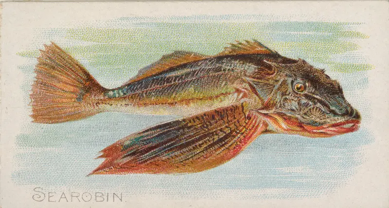 Sea Robin, from the Fish from American Waters series (N8) for Allen & Ginter Cigarettes Brands Wall Art by Allen & Ginter - High-Resolution Digital Print