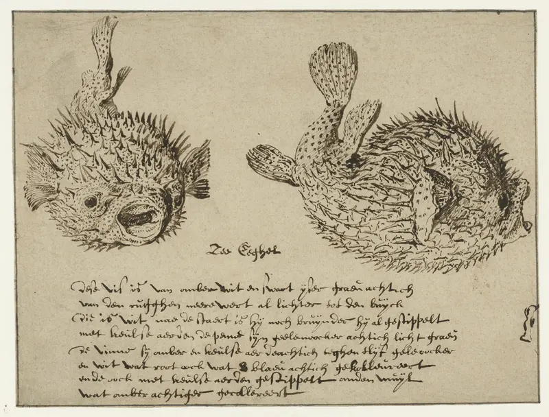 Sea Urchin Wall Art by Jacques de Gheyn (II) - High-Resolution Digital Print