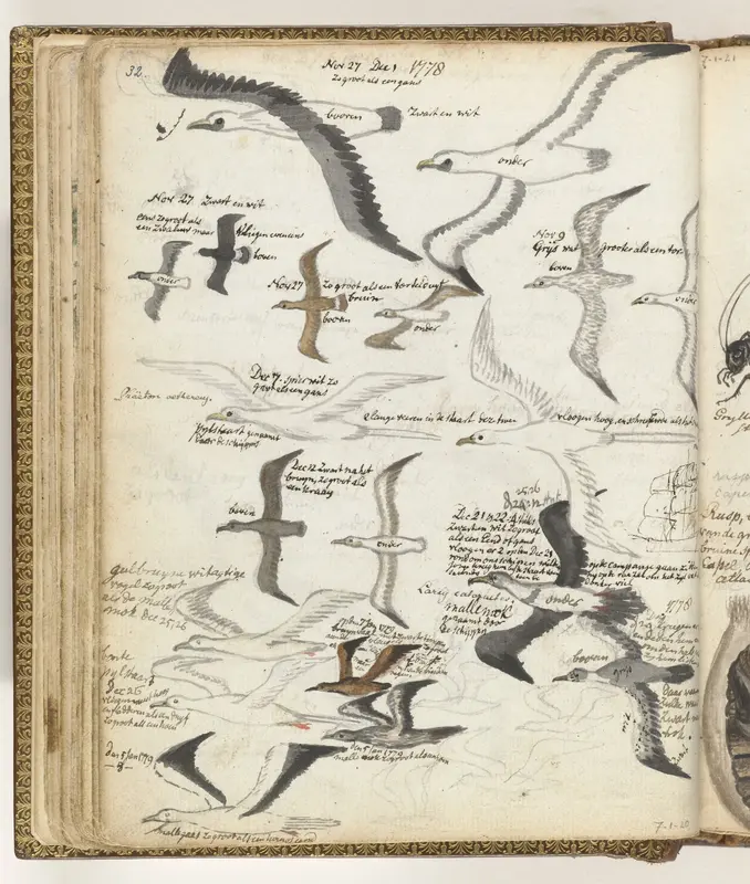 Seabirds Wall Art by Jan Brandes - High-Resolution Digital Print