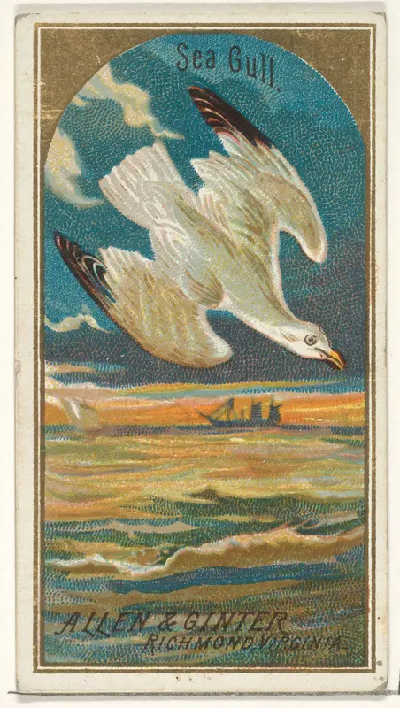 Seagull, from the Birds of America series (N4) for Allen & Ginter Cigarettes Brands Wall Art by Allen & Ginter - High-Resolution Digital Print