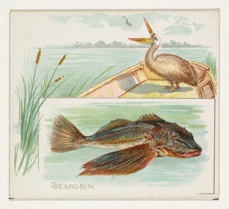 Searobin, from Fish from American Waters series (N39) for Allen & Ginter Cigarettes Wall Art by Allen & Ginter - High-Resolution Digital Print