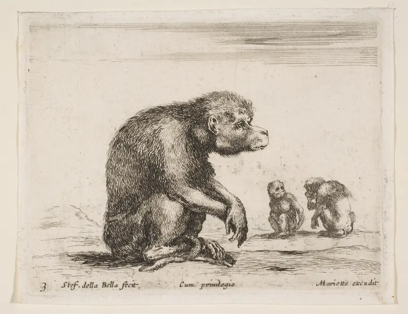 Seated monkey, plate 3 from "Various Animals" (Diversi Animali) Wall Art by Stefano della Bella - High-Resolution Digital Print
