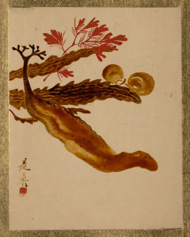 Seaweed