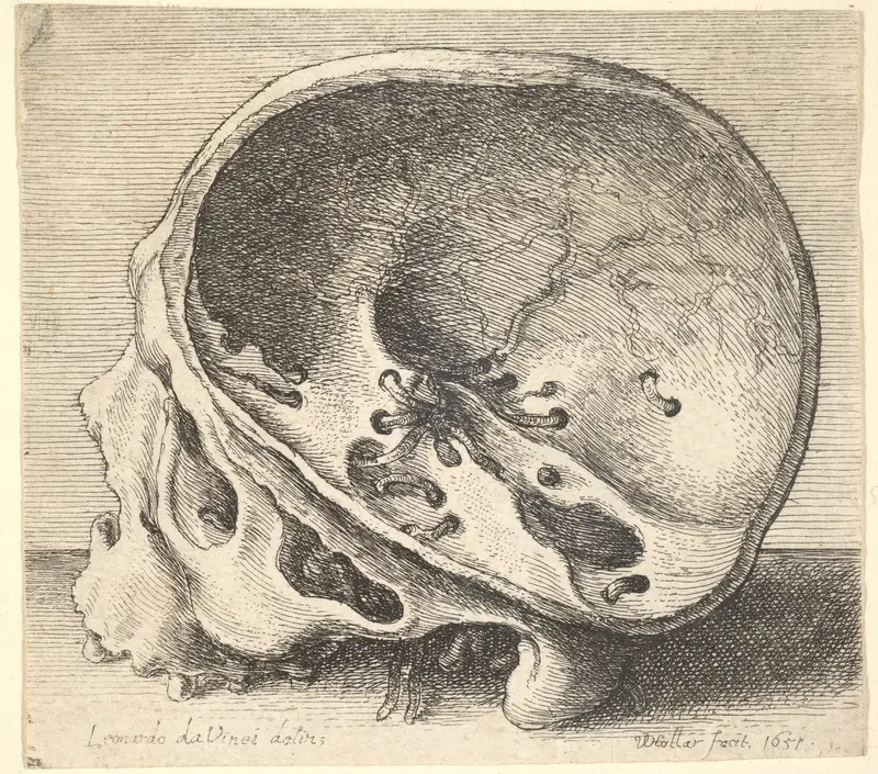Sectioned skull in profile to left with the left side of the cranium removed Wall Art by Wenceslaus Hollar - High-Resolution Digital Print