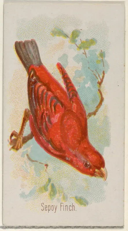 Sepoy Finch, from the Song Birds of the World series (N23) for Allen & Ginter Cigarettes Wall Art by Allen & Ginter - High-Resolution Digital Print