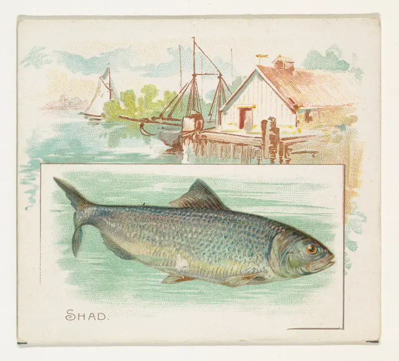 Shad, from Fish from American Waters series (N39) for Allen & Ginter Cigarettes Wall Art by Allen & Ginter - High-Resolution Digital Print