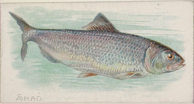 Shad, from the Fish from American Waters series (N8) for Allen & Ginter Cigarettes Brands Wall Art by Allen & Ginter - High-Resolution Digital Print