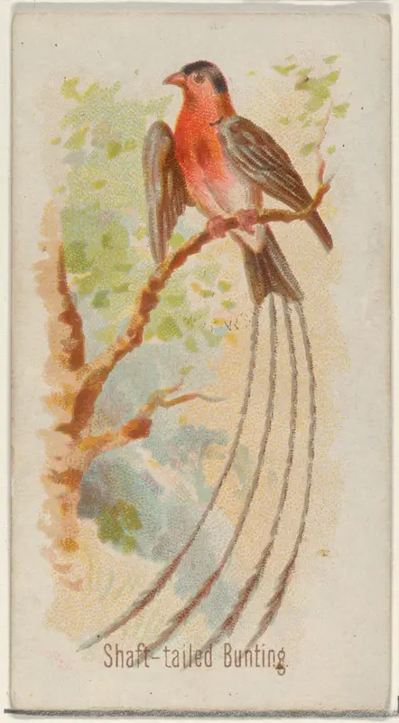 Shaft-tailed Bunting, from the Song Birds of the World series (N23) for Allen & Ginter Cigarettes Wall Art by Allen & Ginter - High-Resolution Digital Print