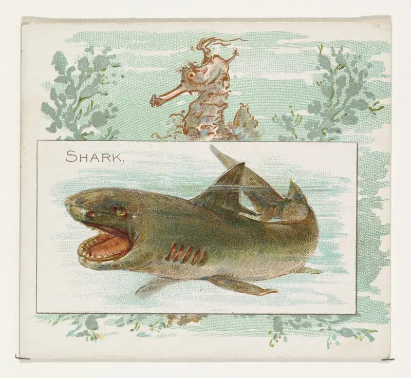Shark, from Fish from American Waters series (N39) for Allen & Ginter Cigarettes Wall Art by Allen & Ginter - High-Resolution Digital Print