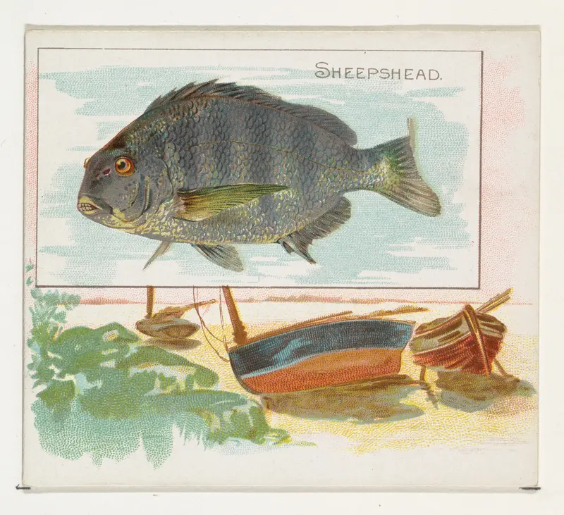 Sheepshead, from Fish from American Waters series (N39) for Allen & Ginter Cigarettes Wall Art by Allen & Ginter - High-Resolution Digital Print