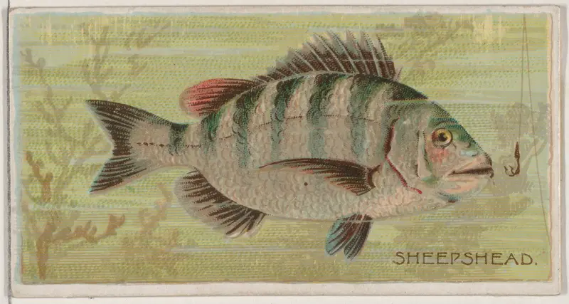 Sheepshead, from the series Fishers and Fish (N74) for Duke brand cigarettes Wall Art by Knapp & Company - High-Resolution Digital Print