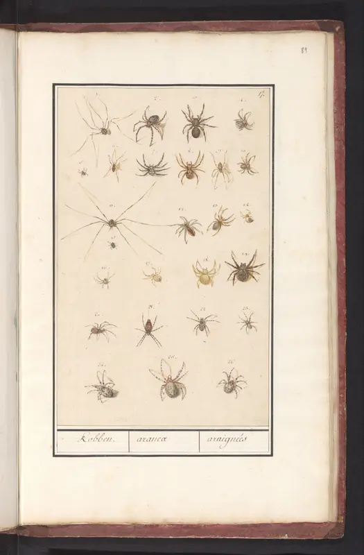 Sheet with Spiders Wall Art by Anselmus Boëtius de Boodt - High-Resolution Digital Print