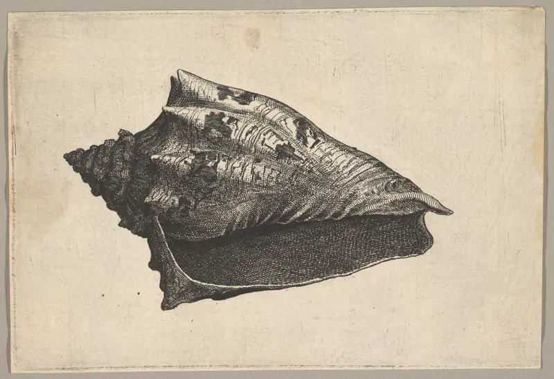 Shell: Hebrew Volute (Voluta ebraea L) Wall Art by Wenceslaus Hollar - High-Resolution Digital Print