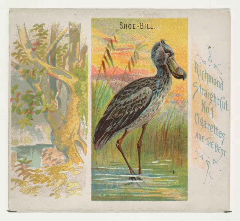 Shoe-Bill, from Birds of the Tropics series (N38) for Allen & Ginter Cigarettes Wall Art by Allen & Ginter - High-Resolution Digital Print