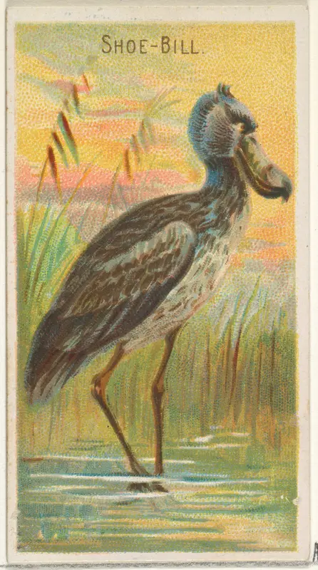 Shoe-Bill, from the Birds of the Tropics series (N5) for Allen & Ginter Cigarettes Brands Wall Art by Allen & Ginter - High-Resolution Digital Print