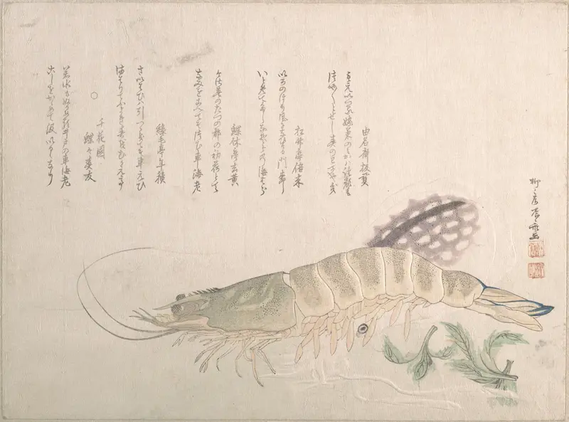 Shrimp and Cuttlefish