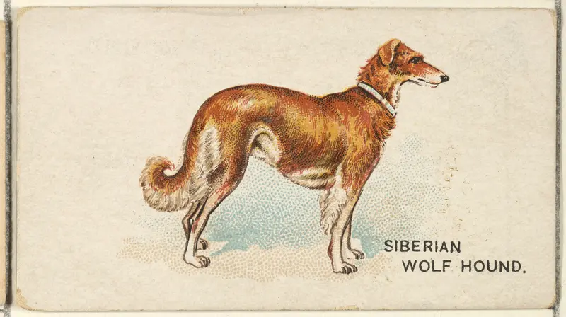 Siberian Wolf Hound, from the Dogs of the World series for Old Judge Cigarettes Wall Art by Goodwin & Company - High-Resolution Digital Print