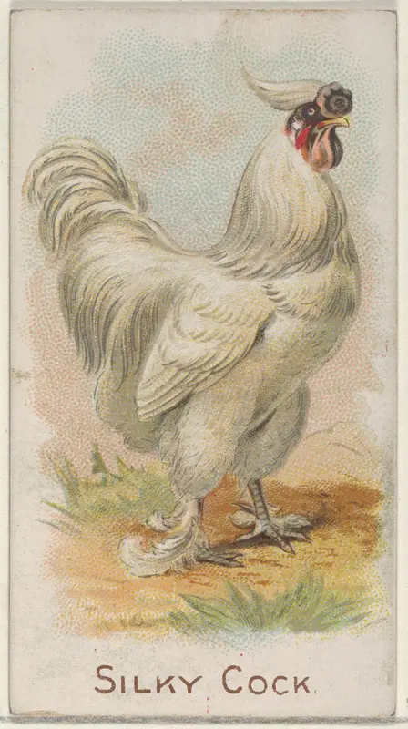 Silky Cock, from the Prize and Game Chickens series (N20) for Allen & Ginter Cigarettes Wall Art by Allen & Ginter - High-Resolution Digital Print