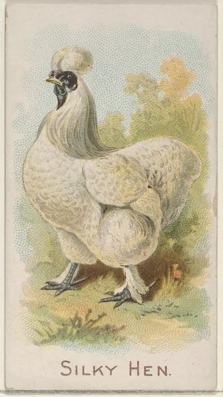 Silky Hen, from the Prize and Game Chickens series (N20) for Allen & Ginter Cigarettes Wall Art by Allen & Ginter - High-Resolution Digital Print