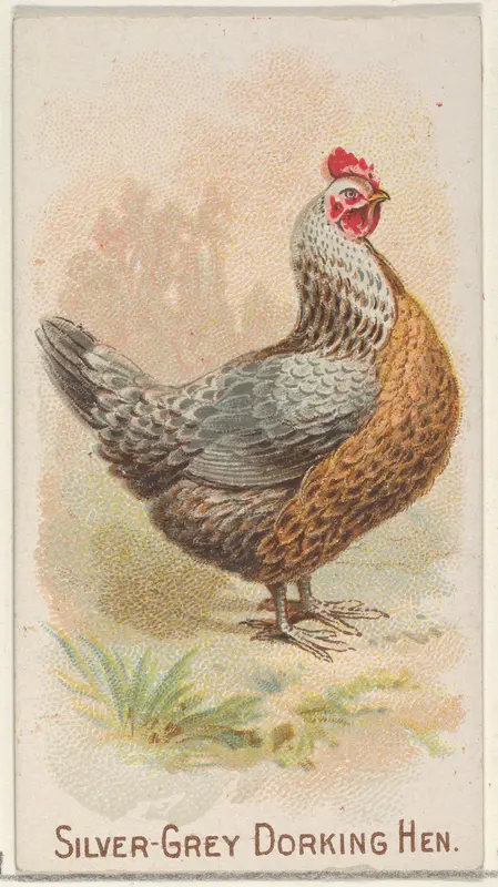 Silver-Grey Dorking Hen, from the Prize and Game Chickens series (N20) for Allen & Ginter Cigarettes Wall Art by Allen & Ginter - High-Resolution Digital Print