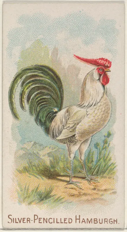 Silver-Pencilled Hamburgh, from the Prize and Game Chickens series (N20) for Allen & Ginter Cigarettes Wall Art by Allen & Ginter - High-Resolution Digital Print