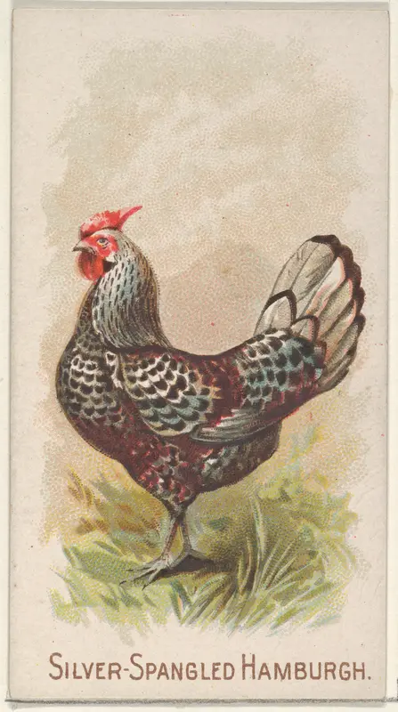 Silver-Spangled Hamburgh, from the Prize and Game Chickens series (N20) for Allen & Ginter Cigarettes Wall Art by Allen & Ginter - High-Resolution Digital Print