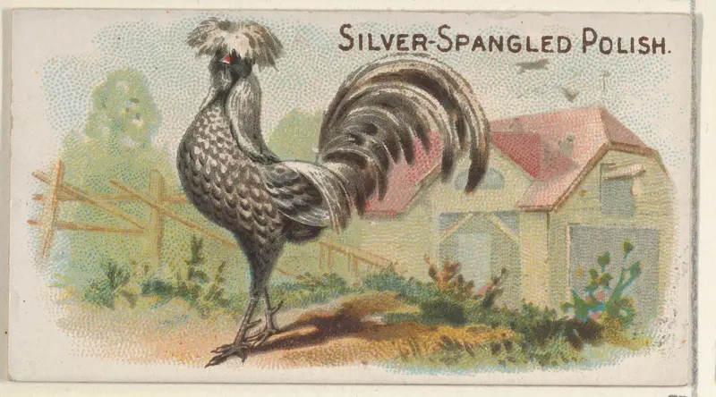 Silver-Spangled Polish, from the Prize and Game Chickens series (N20) for Allen & Ginter Cigarettes Wall Art by Allen & Ginter - High-Resolution Digital Print