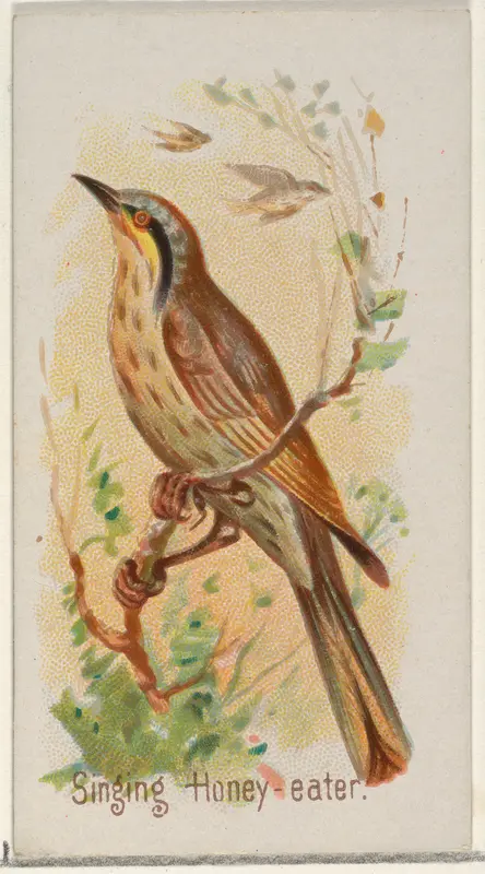 Singing Honey-eater, from the Song Birds of the World series (N23) for Allen & Ginter Cigarettes Wall Art by Allen & Ginter - High-Resolution Digital Print